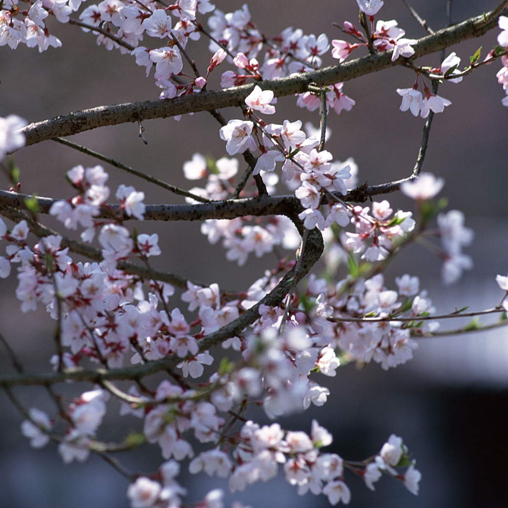 Instagram：春分