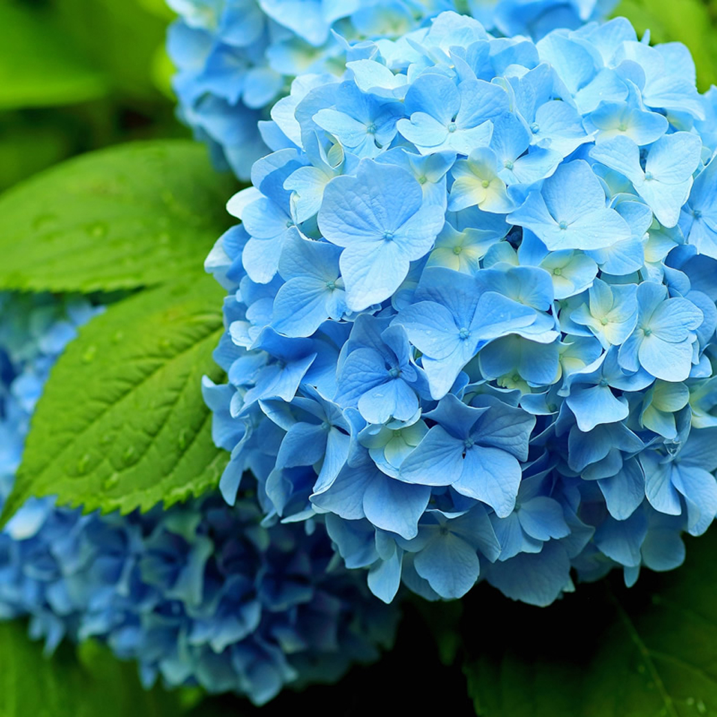 Instagram：芒種